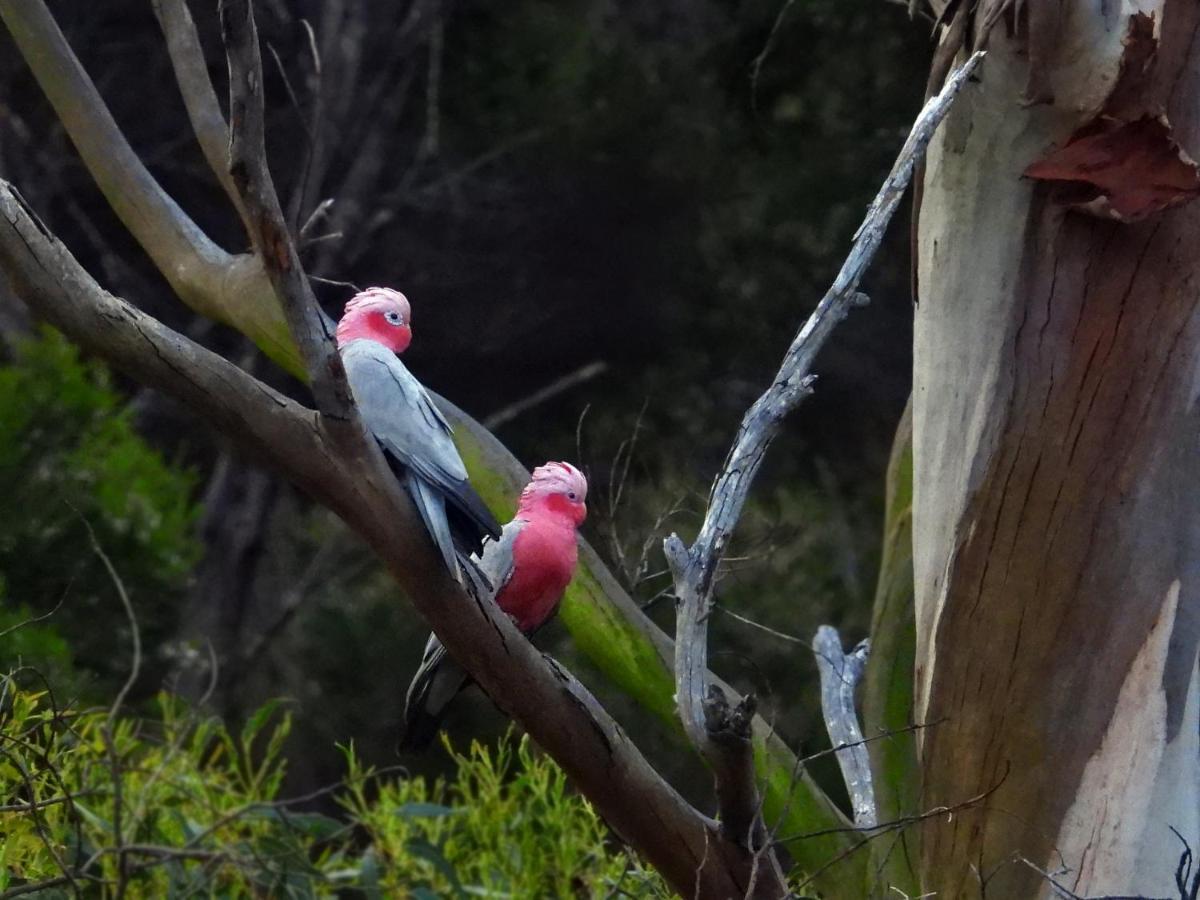 Cape Howe Cottages Lowlands Esterno foto